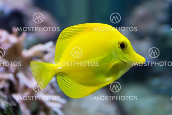 Zebrasoma yellow tang fish