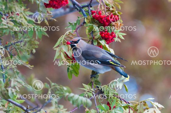 Waxwing sitting in rowan tree eating rowan berries