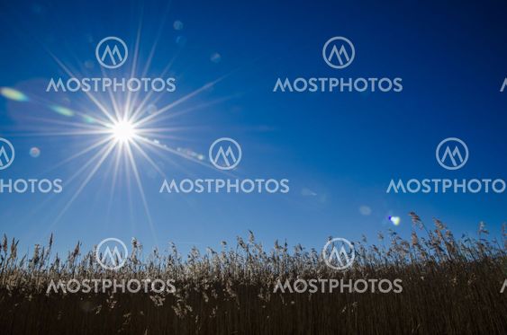 Sunbeams over the reeds