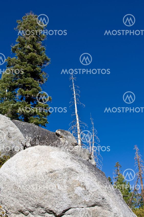 Dead trees on hill