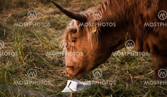 Highland Cattle