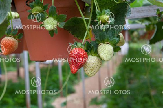 Close up Strawberries in a strawberry farm Cameron Highlands Malaysia