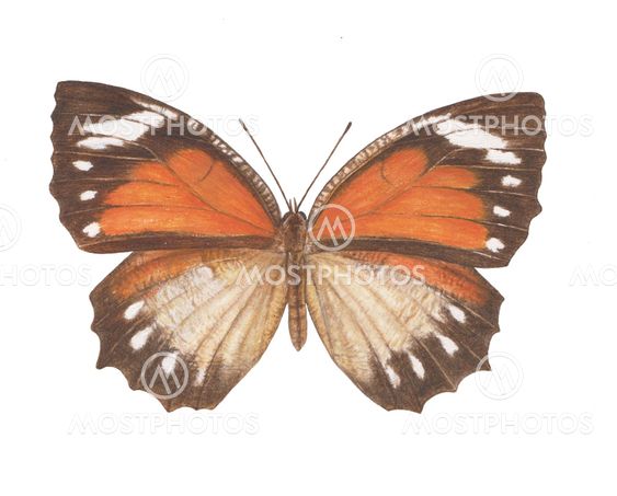 common-palmfly
