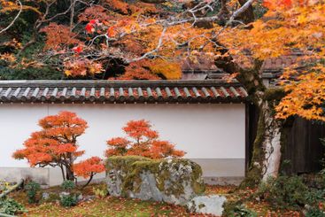 Japanese temple in red maple autumn season travel...