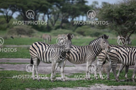 Zebra Botswana Africa savannah wild animal picture
