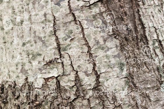 Texture or background of tree bark