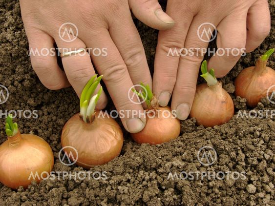 plantering lök