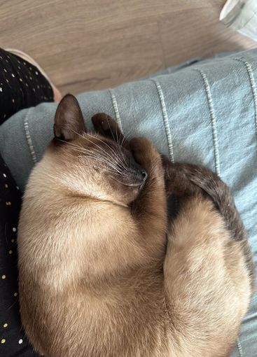 Siamese cat curls up and naps peacefully on a blue...