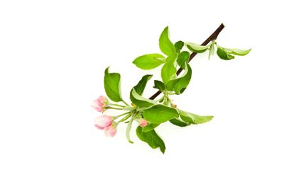 Branch apple blossom on white background 