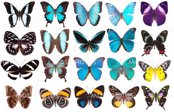 collection of butterflies isolated on white