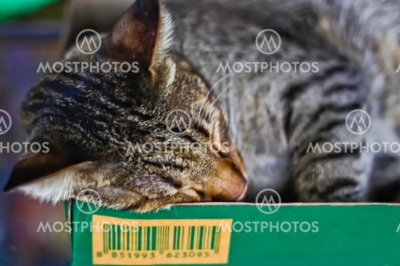 The sleeping cat.
