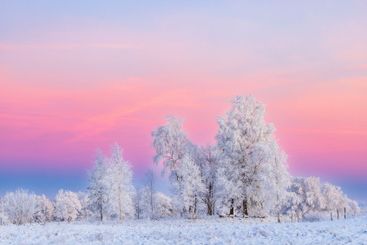 Vinter skymning med rosa himmel och rimfrost på träden