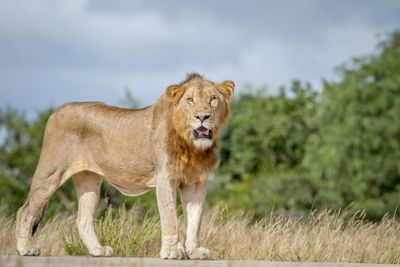 Male Lion standing on the road.