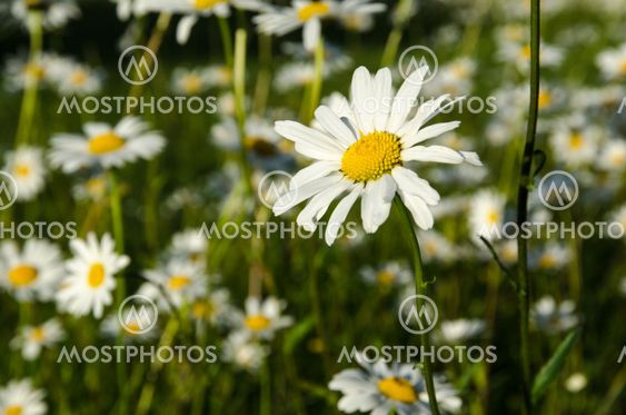 One focused daisy i a group