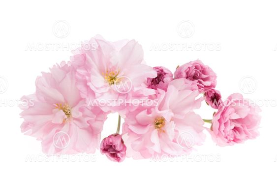 Cherry blossoms isolated