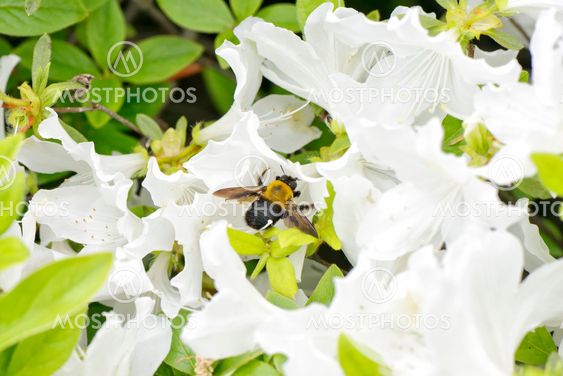 closeup of a bee on a white azalea flower