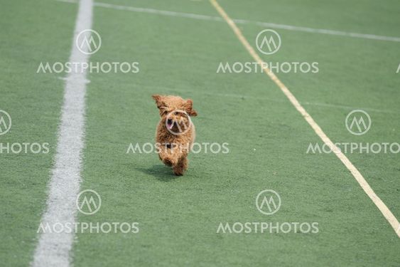 toy poodle running