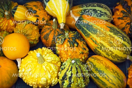 Pumpkins and gourds