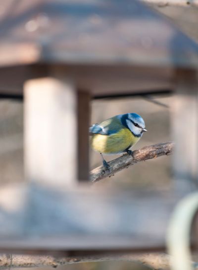 blue tit