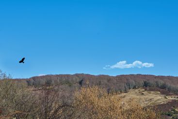 Blue sky, mountain and environment with bird in nature...