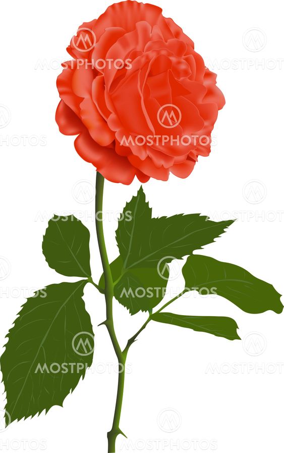 Illustration of a red rose
