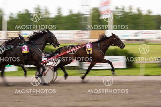 Trotting 3
