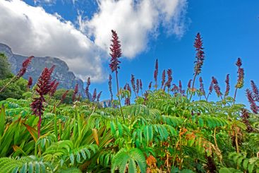 Flowers, blue sky and clouds with plants in forest for...