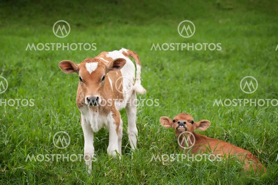 Costa Rican calves