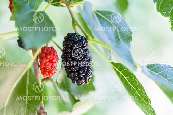 black and red berries on blackberry tree