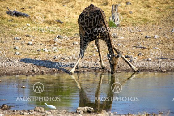 drinking giraffe at a waterhole in etosha national park namibia