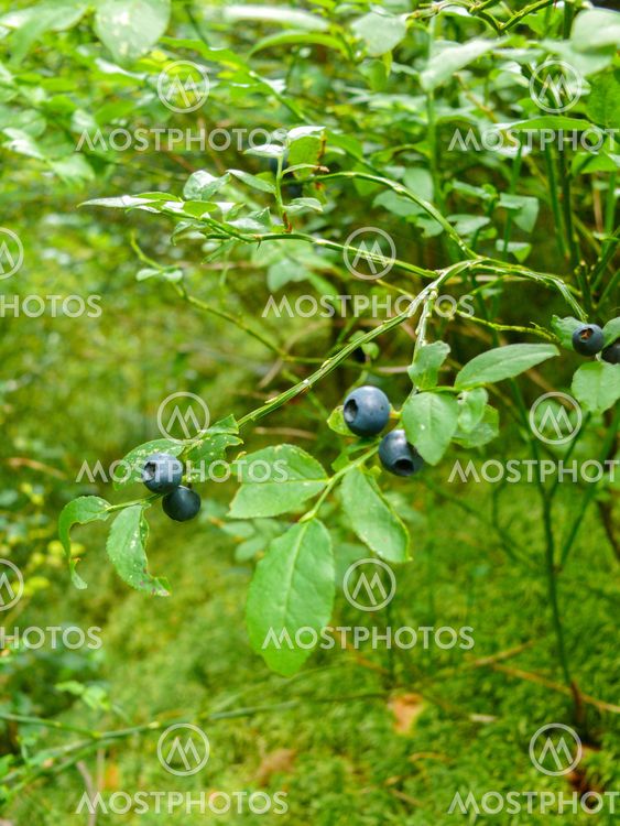 Bush of a ripe wild bilberry, blueberry in the summer closeup.