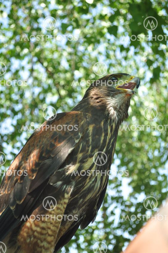 Harris Hawk