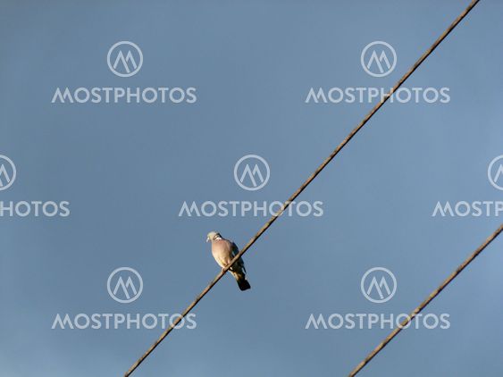 A bird on a Wire