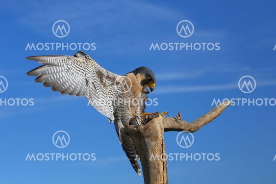 Peregrine falcon sitting on a stick