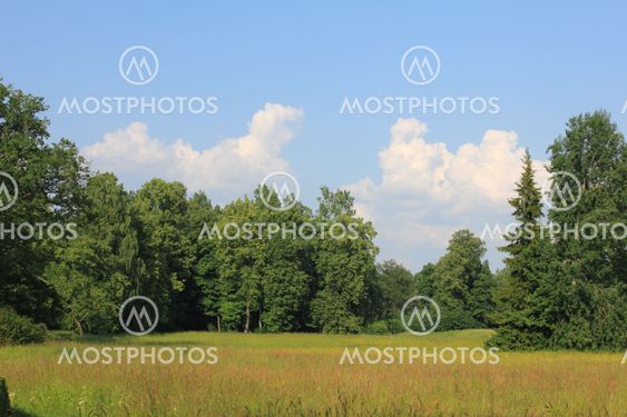 Forest Landscape