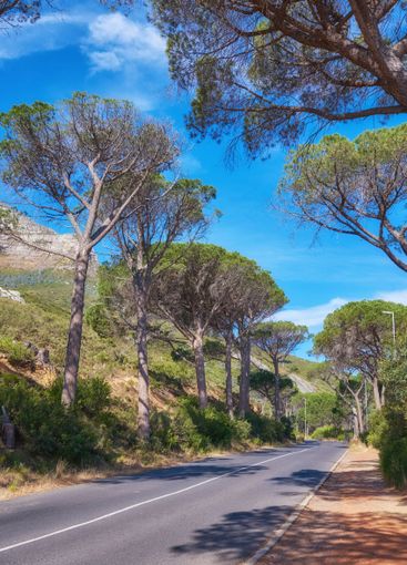 Trees, road and mountain with blue sky for travel,...