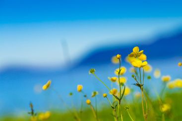 Yellow flowers on meadow