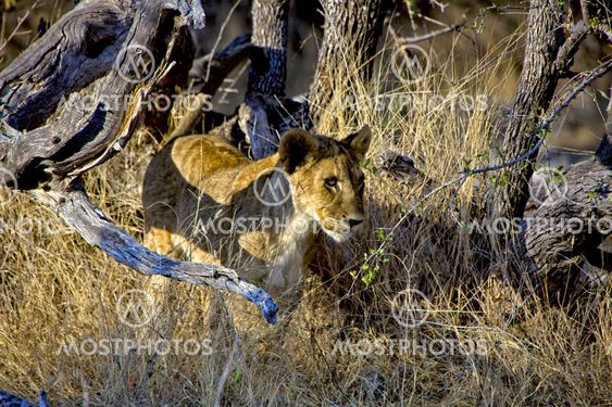 a lion cub in high grass at etosha national park namibia