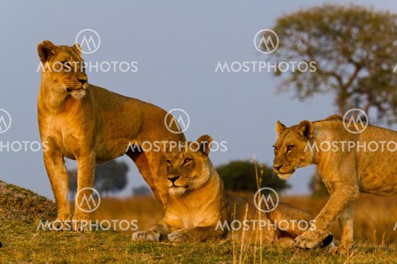 lion the king of the jungle of Tanzania