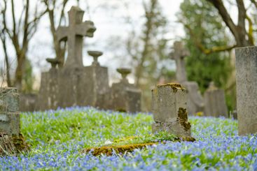 Scilla siberica spring flowers blossoming on sunny day...