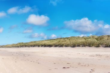 Landscape, sky and plants on beach with sand, ecosystem...