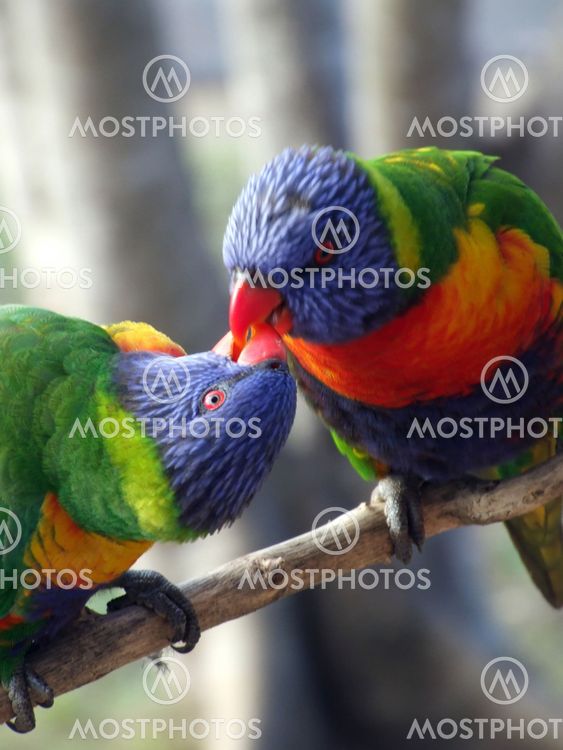 Suutelua Rainbows
