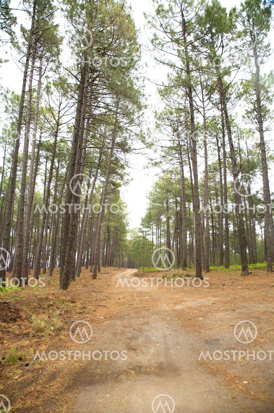 reda på skogen