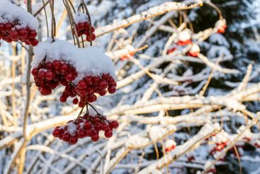 red bunches of viburnum and snowy tree branches