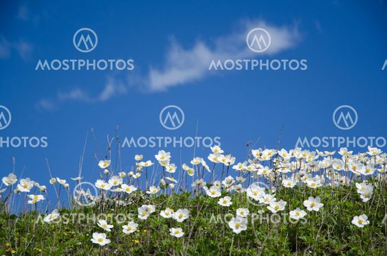 Snowdrop Anemones turning to the sky