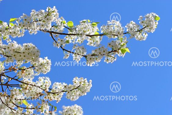 Pear Blossoms