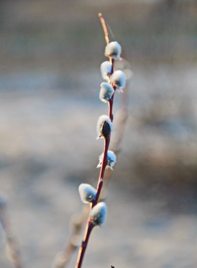 Pussy willow branch on early spring