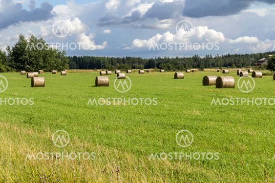 Haymaking