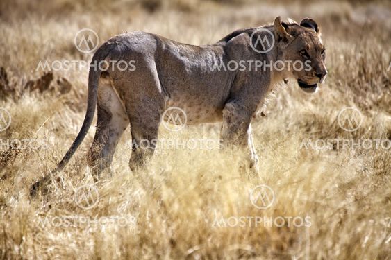 african lion in etosha national park in namibia