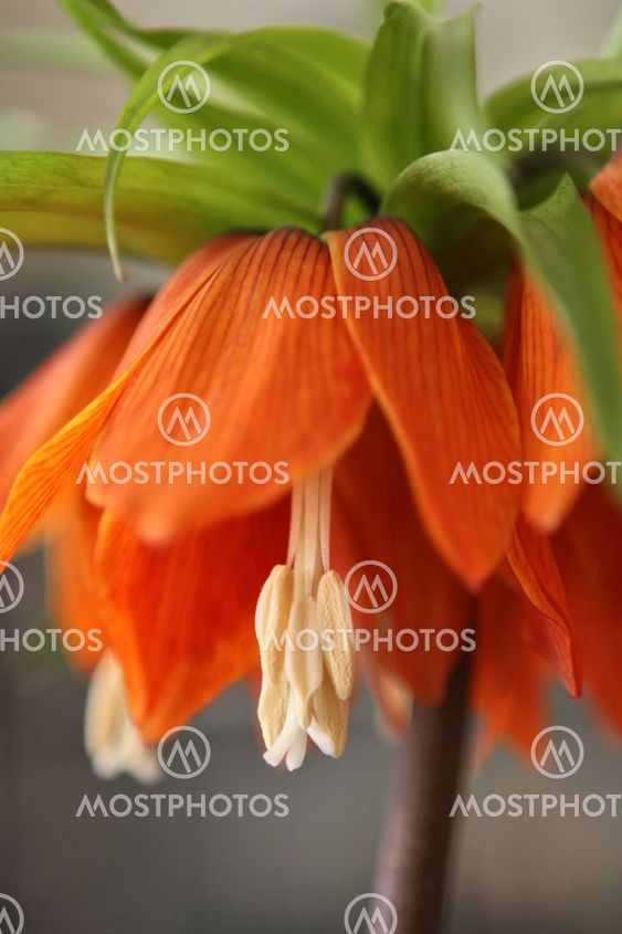 Fritillaria imperialis-Crown imperial